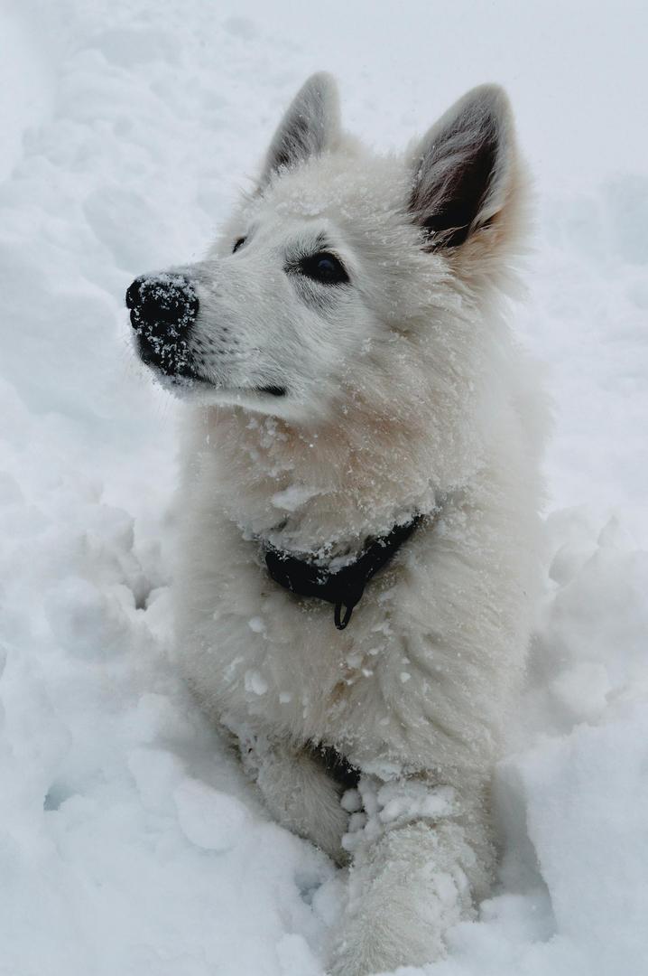 Swiss Shepherd in snowy landscape — seasonal portrait