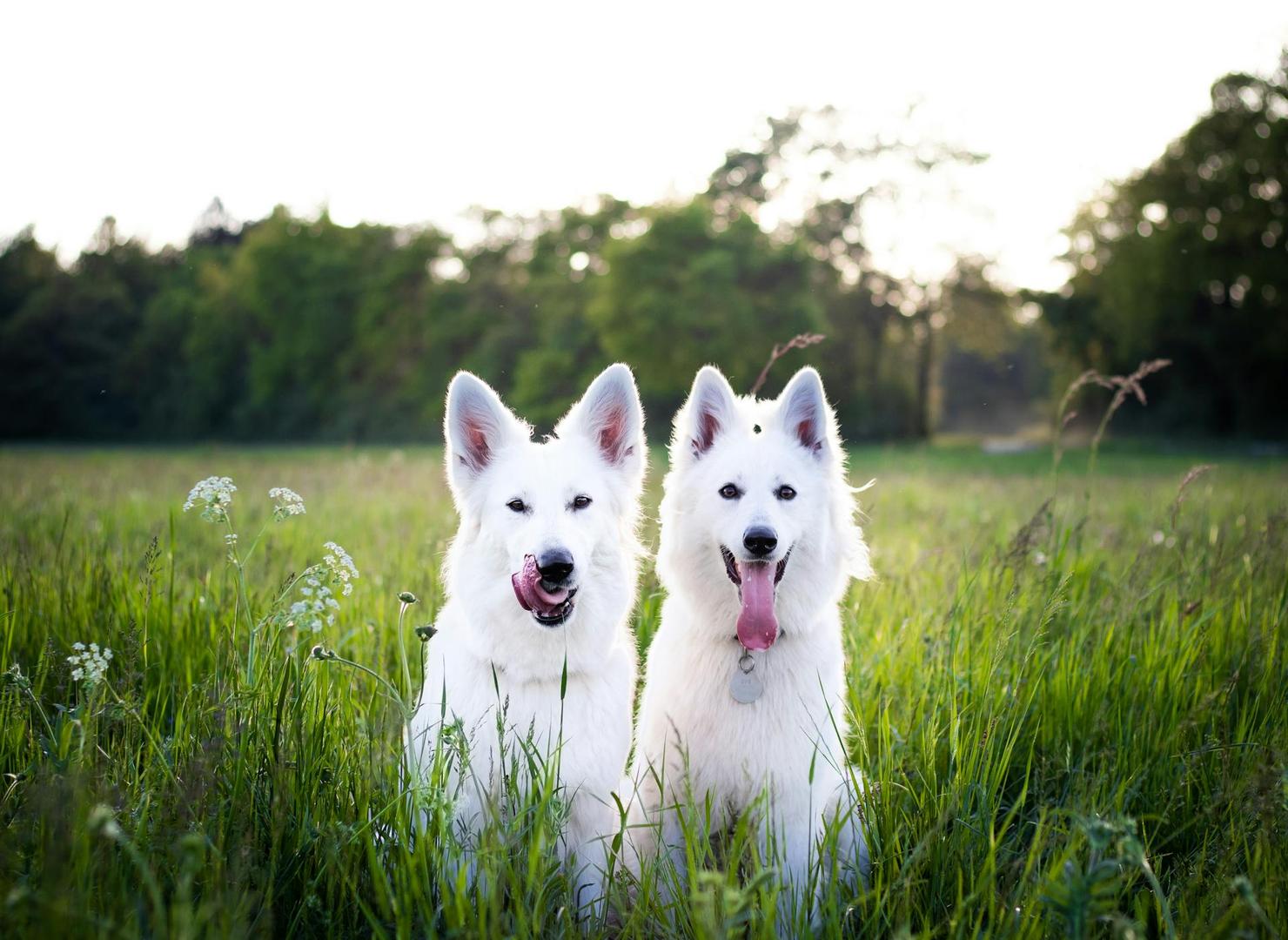 Swiss Shepherd dogs in an open field — breed portrait
