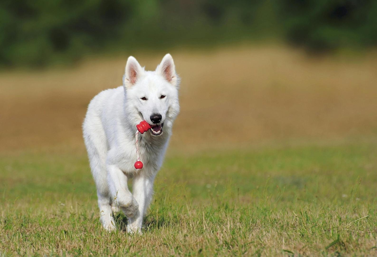 Kirua the Swiss Shepherd running at pace on lush green grass