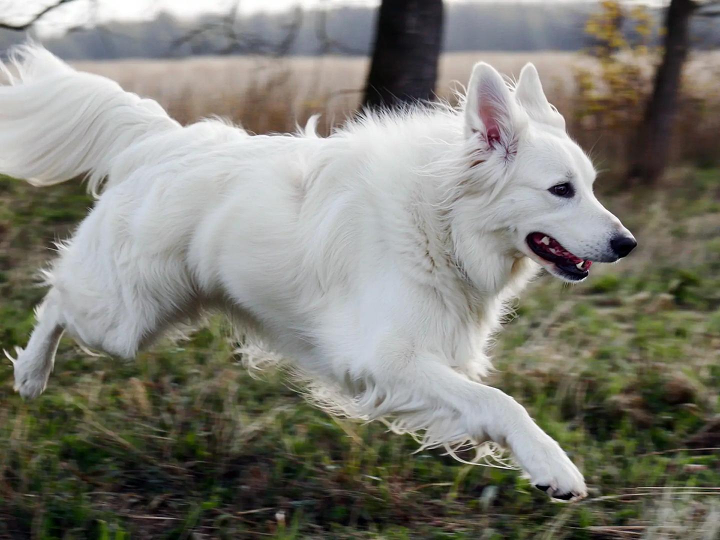 White Swiss Shepherd running — dynamic canine action photo