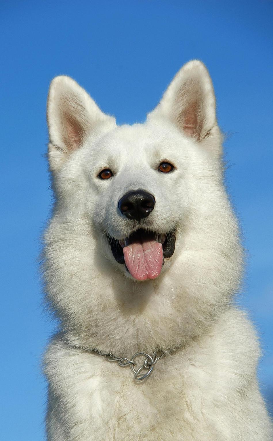 Kirua — warm Swiss Shepherd pet portrait
