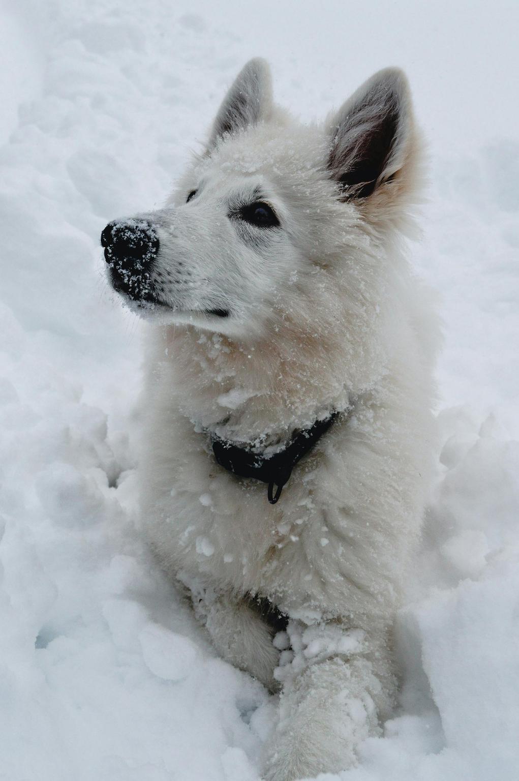 Kirua — Swiss Shepherd portrait, confident and majestic