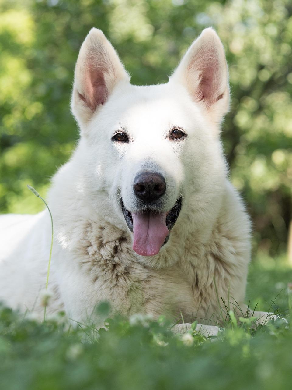 Kirua — elegant Swiss Shepherd portrait in a forest setting